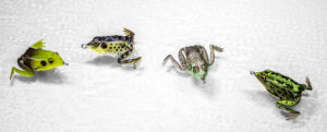 Lunkerhunt Pocket Frog